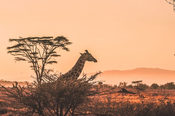 Safaris photographiques : immortaliser la faune sauvage dans les réserves naturelles du globe