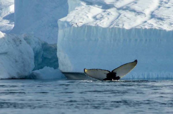 Observation de baleines : Meilleures croisières pour les passionnés