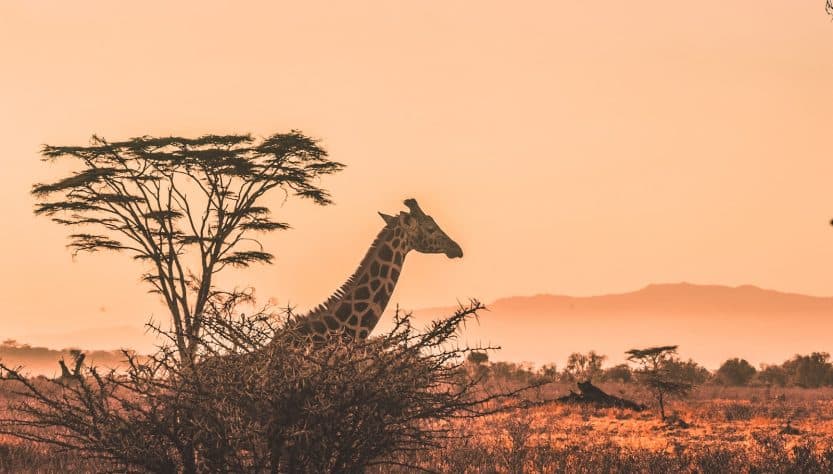 faire un safari