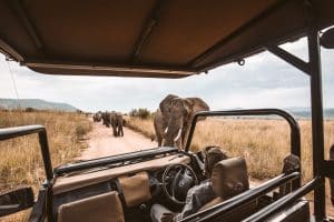 éléphant pendant un safari