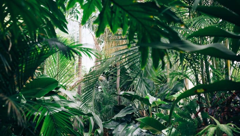 voyage dans la jungle